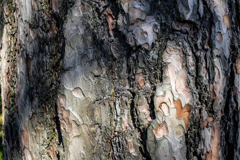 бесшовная текстура древесной коры для обоев или фона Стоковое Изображение - изображение насчитывающей грибок, цвет: 218076761