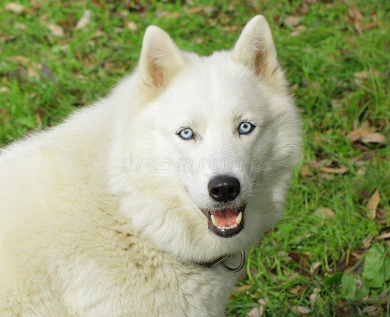 Белая лайка собаки стоковое фото. изображение насчитывающей собаки ...