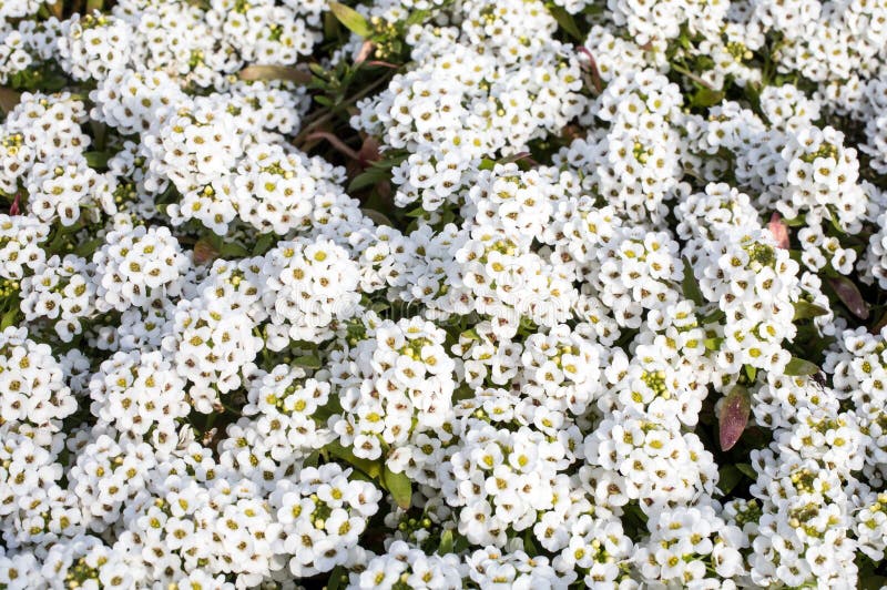 Алиссум (Alyssum, Бурачок): сорта, посадка, выращивание и уход в открытом грунте