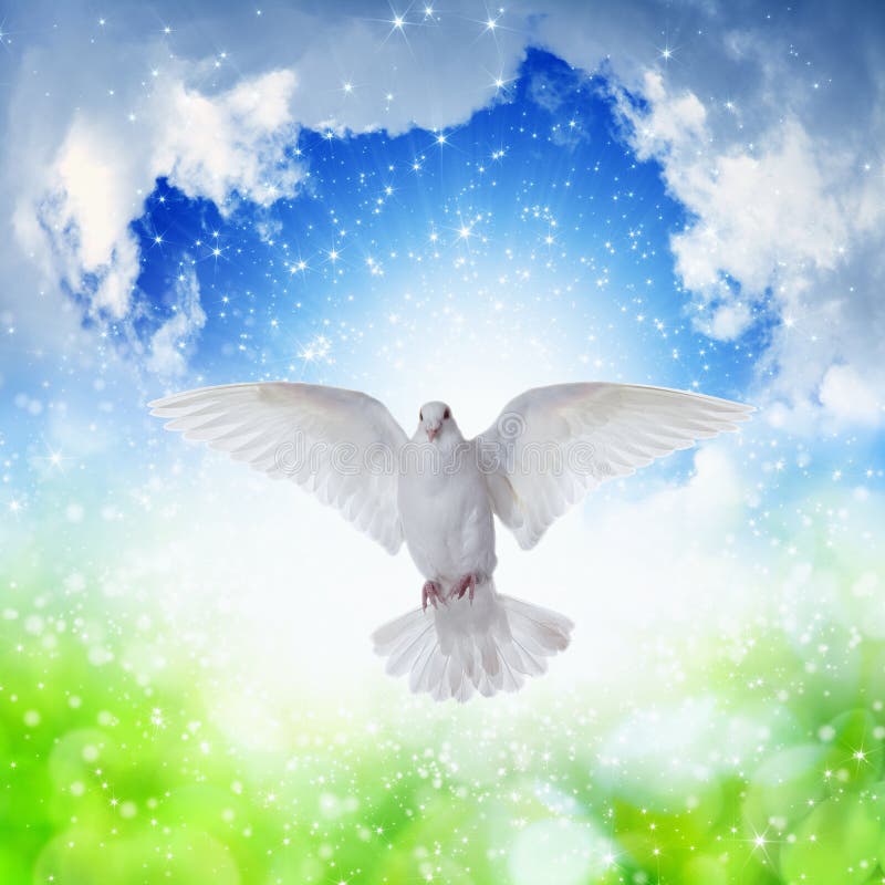 Белый голубь летает в небеса стоковые фотографии rf.