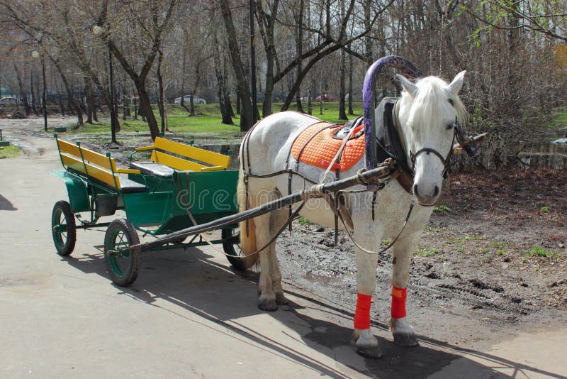 Pin on Flights of Fancy Horses, Horse carriage rides, Horse drawn wagon