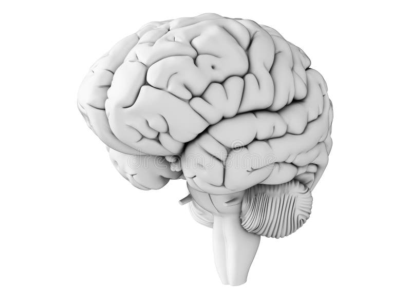 Мозг 5 класс. Рисунок мозг-компьютер. Капуста похожая на головной мозг. Белый Кортекс. Brain White.