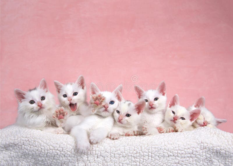 Фото Белых Котят Фото Белых Котят