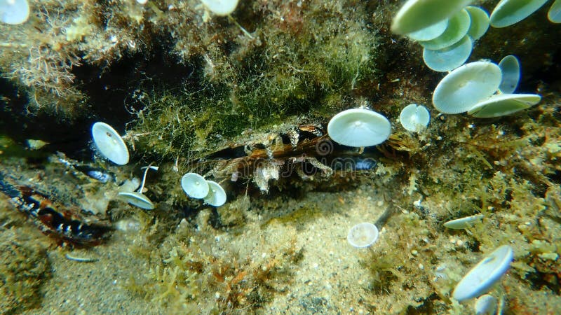 биклапан моллюск раженный жемчужный устрик Pinctada Radiata под морскимэгейским морем Стоковое Изображение - изображение насчитывающей подводно,сноркелинг: 258349219