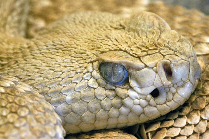 Какой элемент инфраглаза змеи выполняет. Светлый цвет глаз у змей.