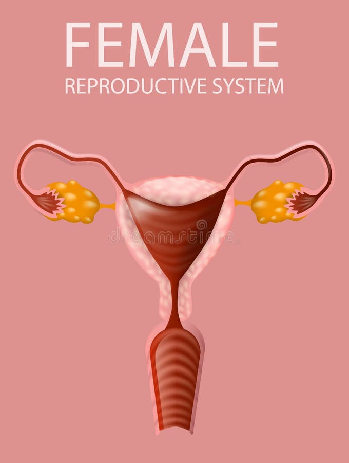 Женский половой орган персик. Репродуктивная система женщины. Female Reproductive System контур. Угнетение репродуктивной системы. Женская половая система вектор.