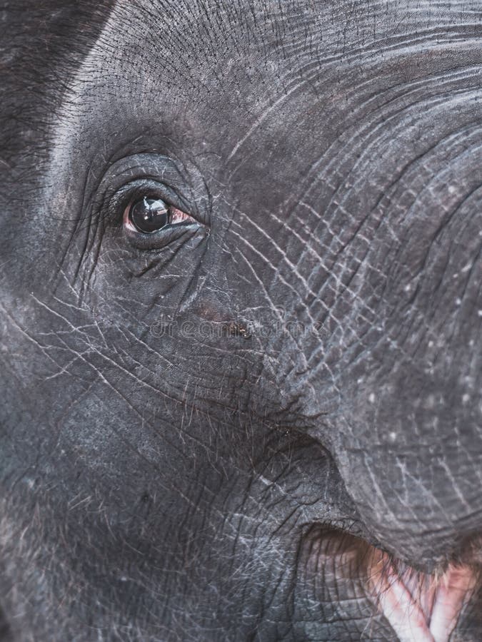 Какого цвета кожа слонов. Глаза слоненка. Кожа слона. Голубоглазый Слоненок. Глаз слона текстура.