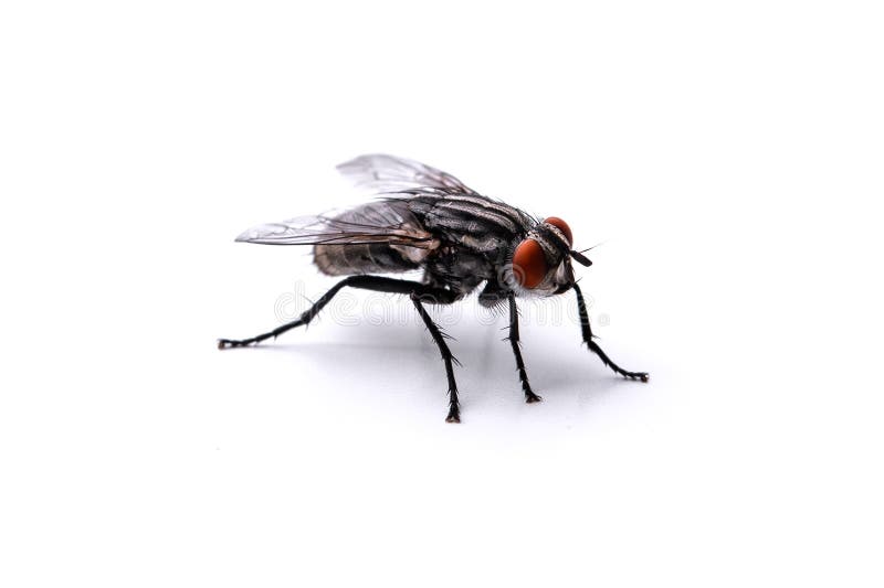 Толстая муха. Муха ага. Муха фото на белом фоне на лету. Big Fly. Fly on White surface.