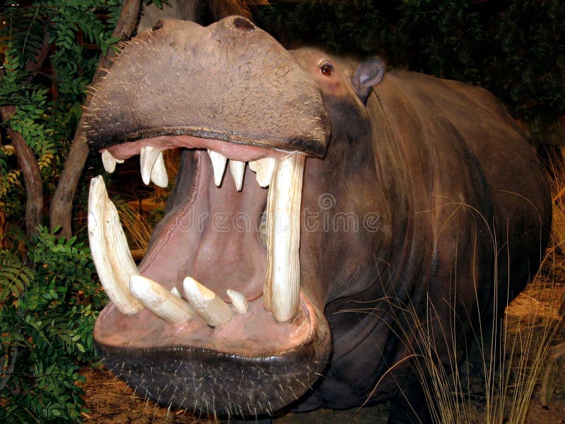 Hippopotamus Hippo Bathing in Water Closeup View Stock Photo - Image of territor