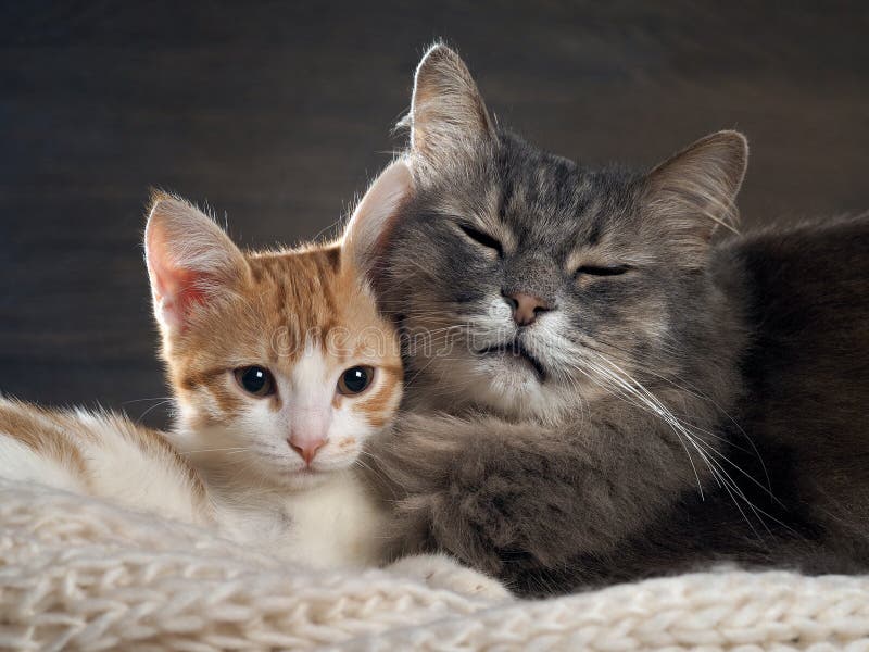 Cats not getting along? Behaviorist recommends using clicker training to improve