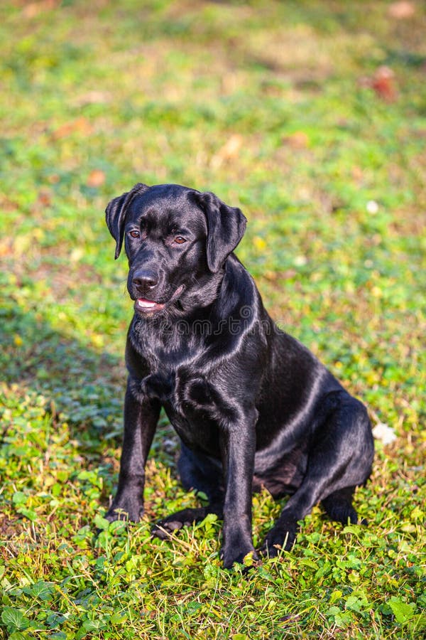 большой черный собака лабрадор ретривер в природе Стоковое Фото -  изображение насчитывающей слушайте, утеха: 217014954