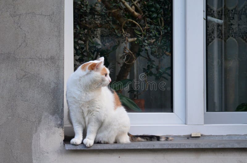 Кошка На Окне Фото