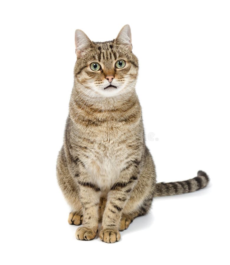 Сохраненки - #6 ❤ ❤ ❤ Cat sitting, Funny cat compilation, Cats