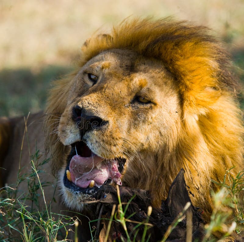 Обои на рабочий стол животные. Самый крупный лев. 600 лев. 600 лев. Хищные животные.