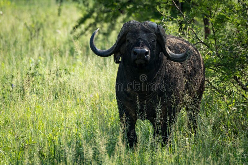 Look buffalo чисто папа. Buffalo grass. Буйвол смотрит в камеру. LOOKBUFFALO Италия. Cape Buffalo measurement scheme Sci.