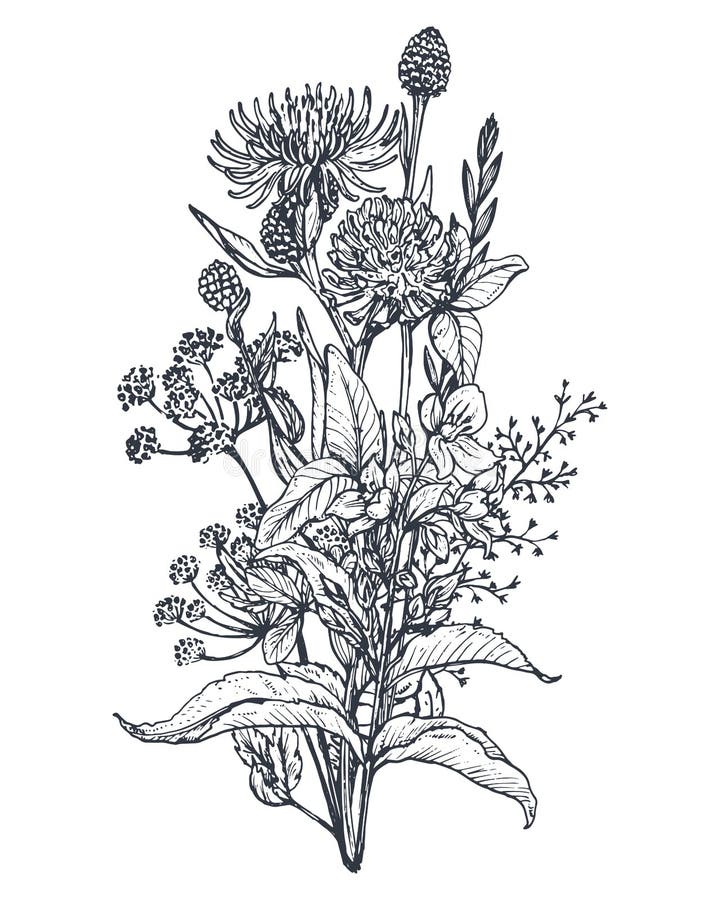 Ботанические цветочные иллюстрации Wildflowers