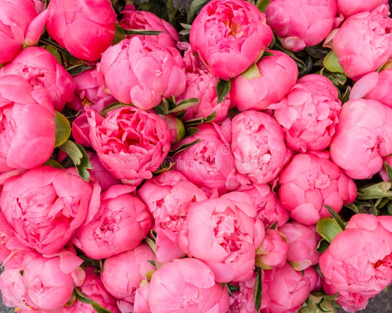 Роза Peony Pink