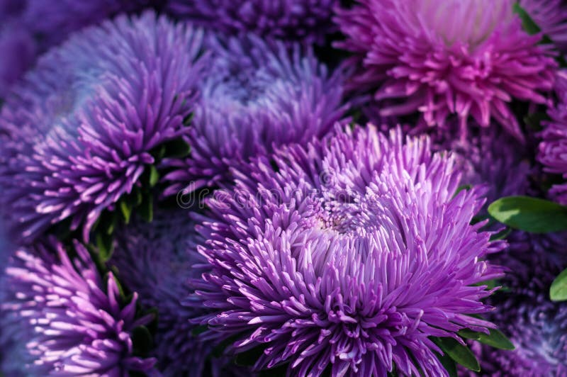 Астра Pink Bouquet
