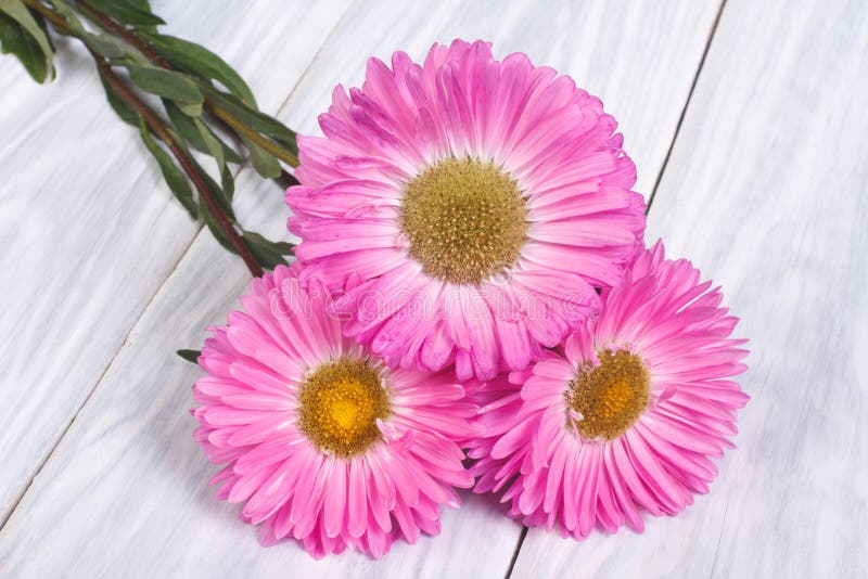 Астра Pink Bouquet