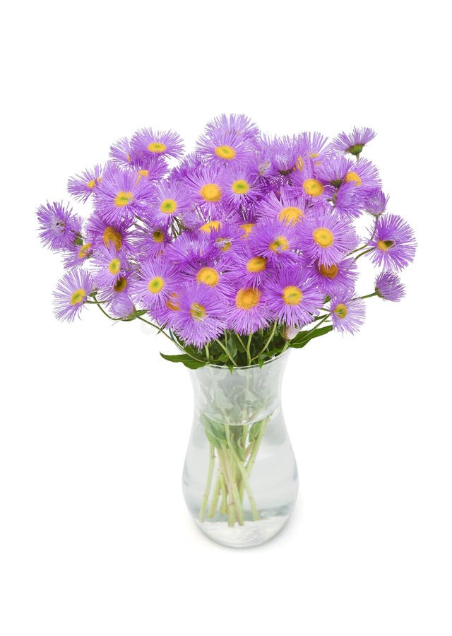 Астра Pink Bouquet