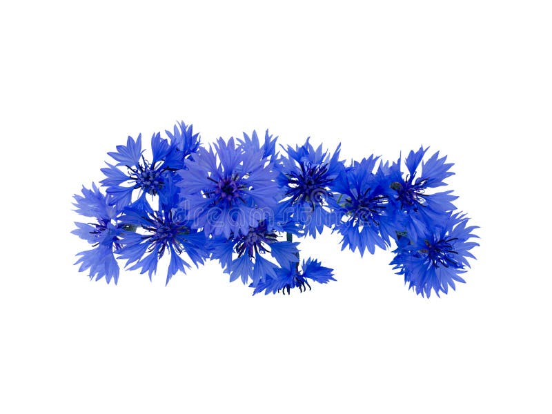 Картинки васильки цветы на белом фоне