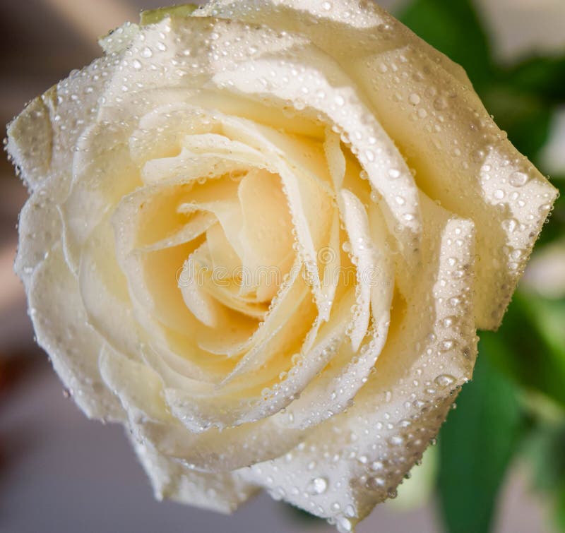 Бутон белой розы стоковое фото. изображение насчитывающей розы - 108659776
