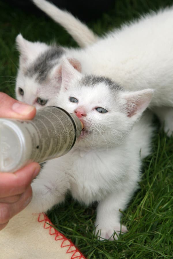Котенок пьет из бутылочки. Бутылочка для котят. Маленький котенок молоко. Кормиться маленькие котики. Сонник кормить котят