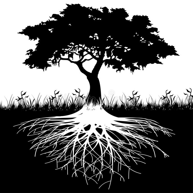 Корни черно белая. Силуэт дерева. Дерево с корнями силуэт. Черный силуэт дерева. Дерево с корнями вектор.