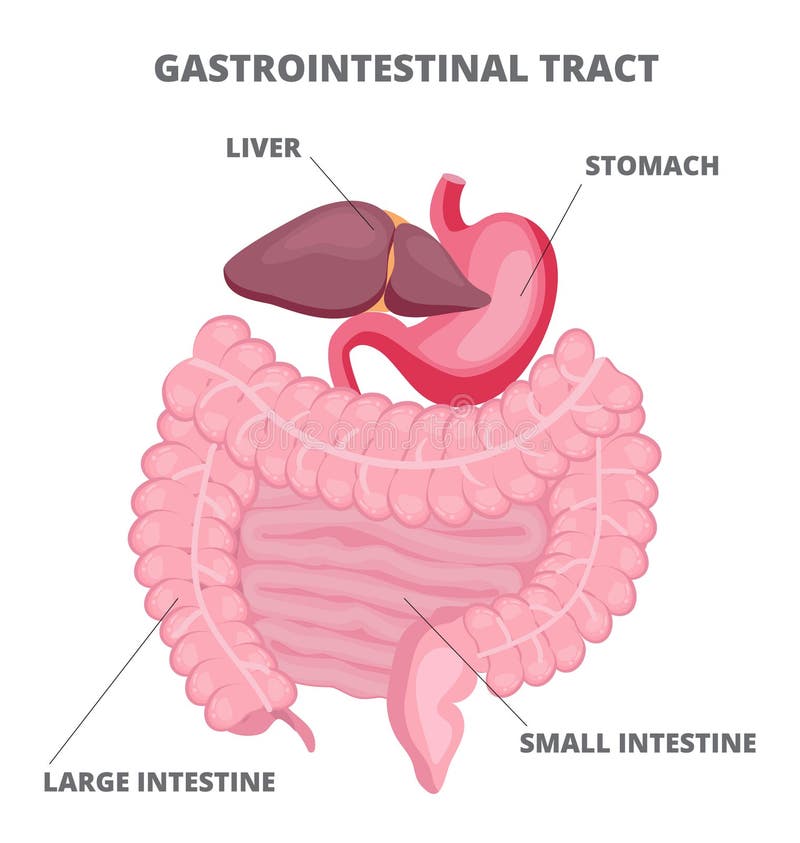 Желудок вектор. Тонкий кишечник и печень