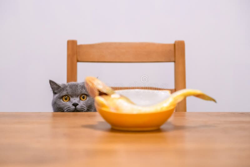Кошка ест рыбу. Сырой кот. Котенок с солью. Кошкам можно соленое