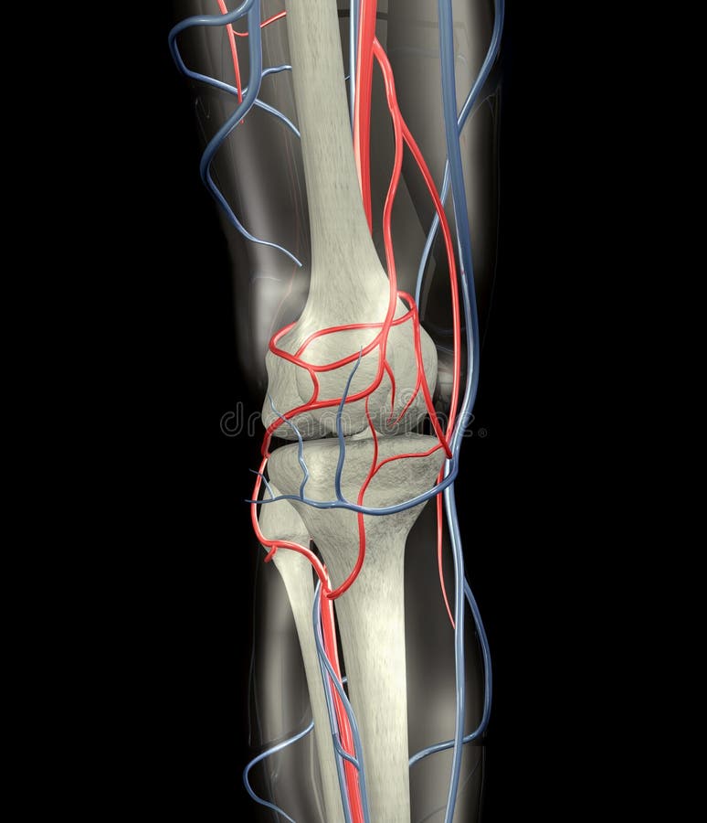 Видео. вены колена косточек артерий. 