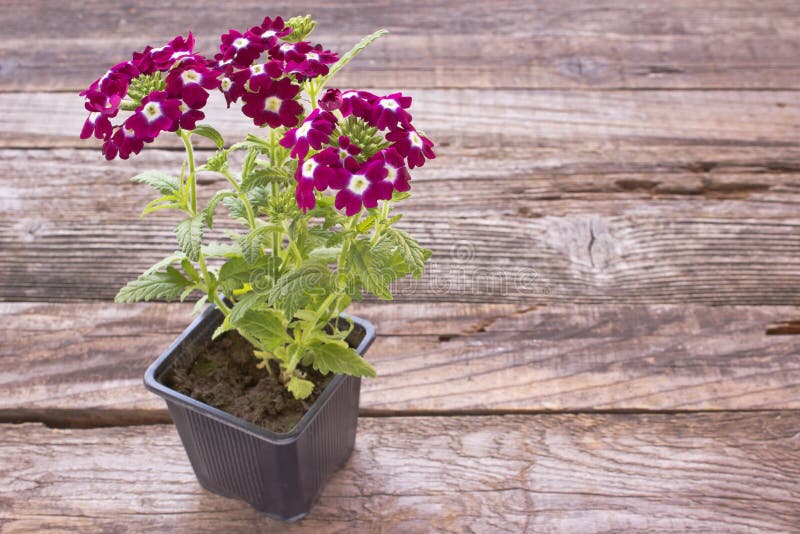 Pin on Flowers Container flowers, Container garden design, Patio flower pots
