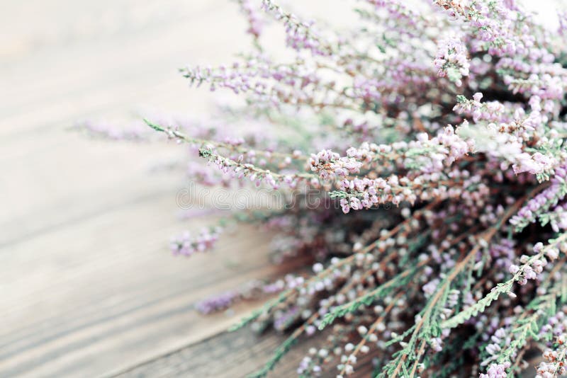 Р’РµС‚РєРё Calluna vulgaris