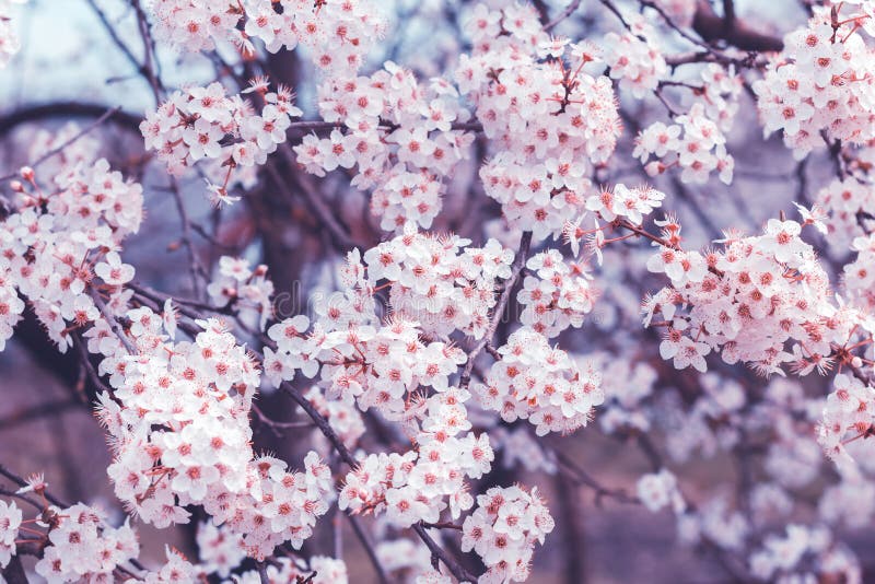 Blooming Sakura