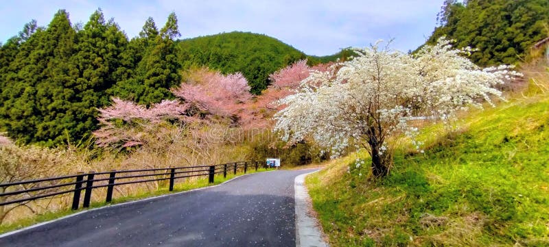 sakura kiryu