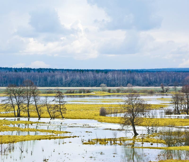 Вода затопила луга. Картинки вода затопила Луга и лес. Заливной луг или затопляемый Пойменный лес. Весной Луга затопили реку как правильно.