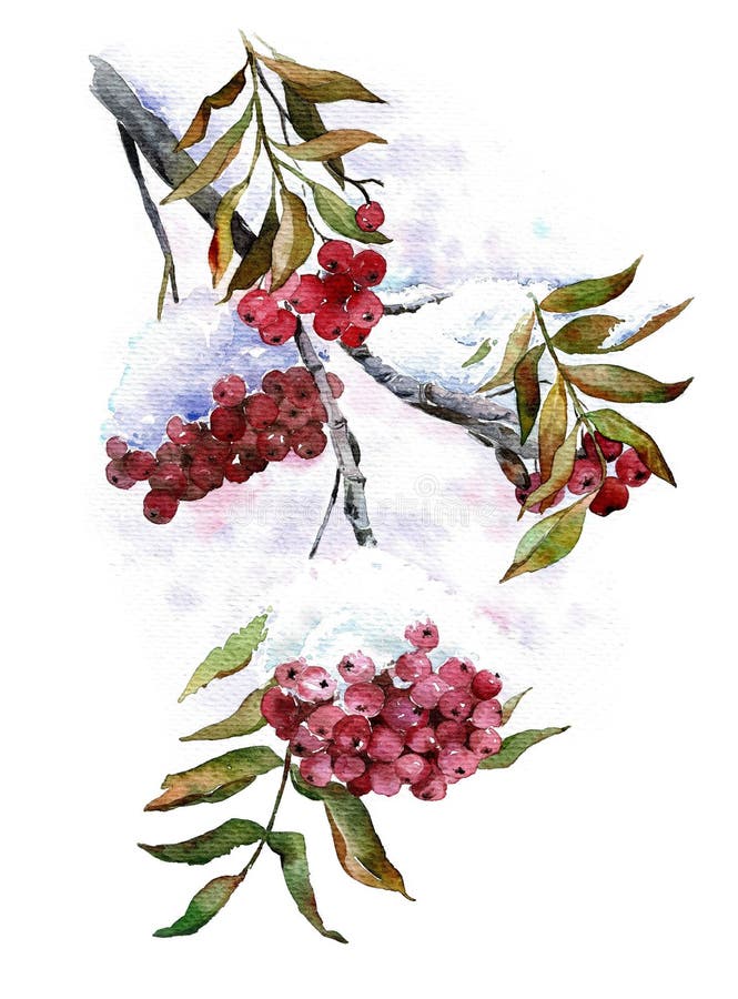 Ветка рябины рисунок