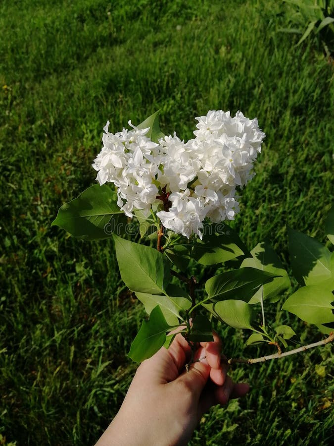 Сирень в руках