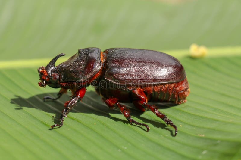 European rhinoceros beetle (Oryctes nasicornis) Insect orders, Insects, Beetle