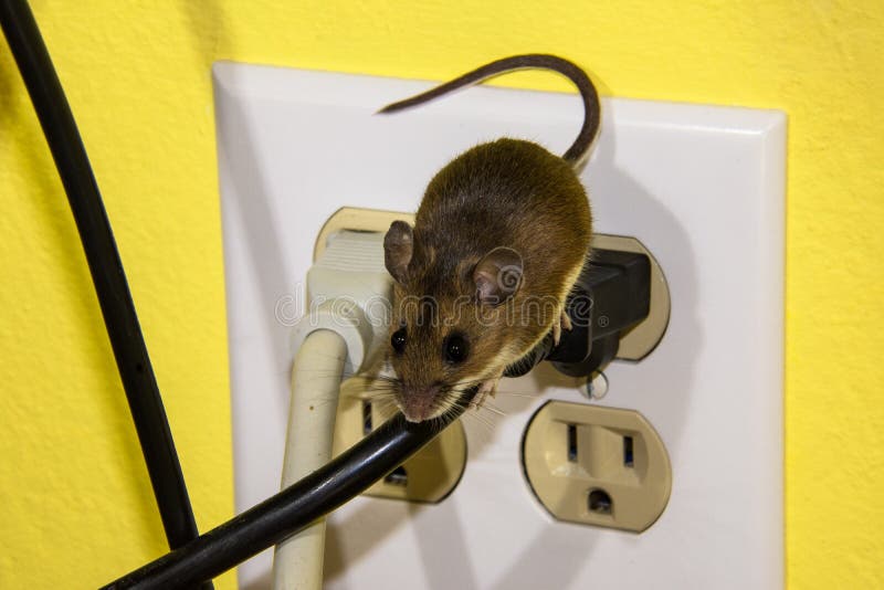 Домовая мышь. Грызуны и провода. Мышь бежит.