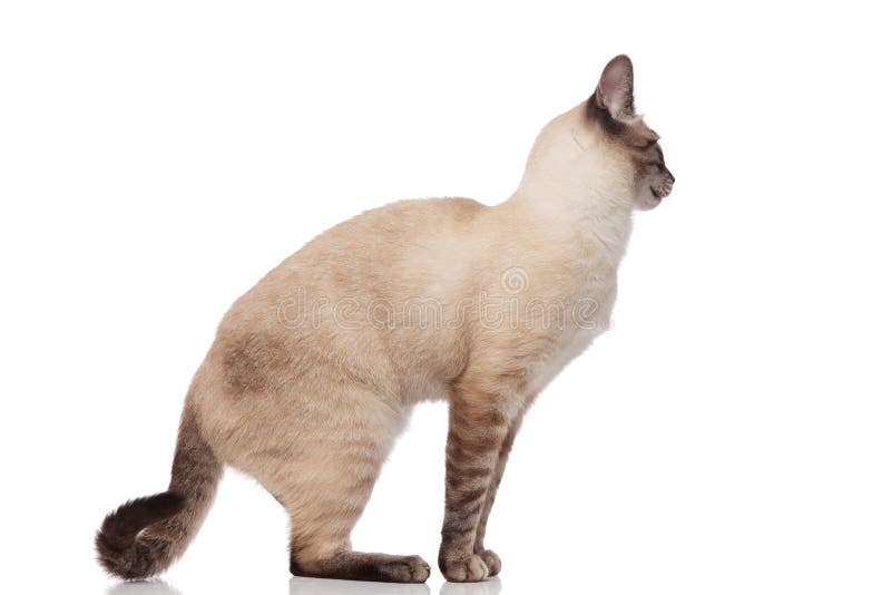 Кот сбоку