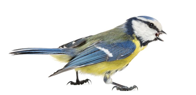 Blue Tit Isolated On White Background Stock Photo