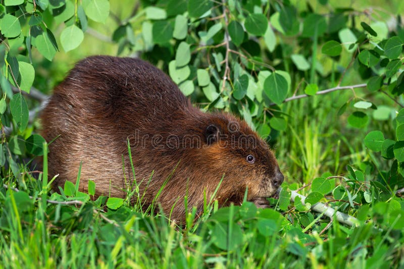 Brazilian Beaver