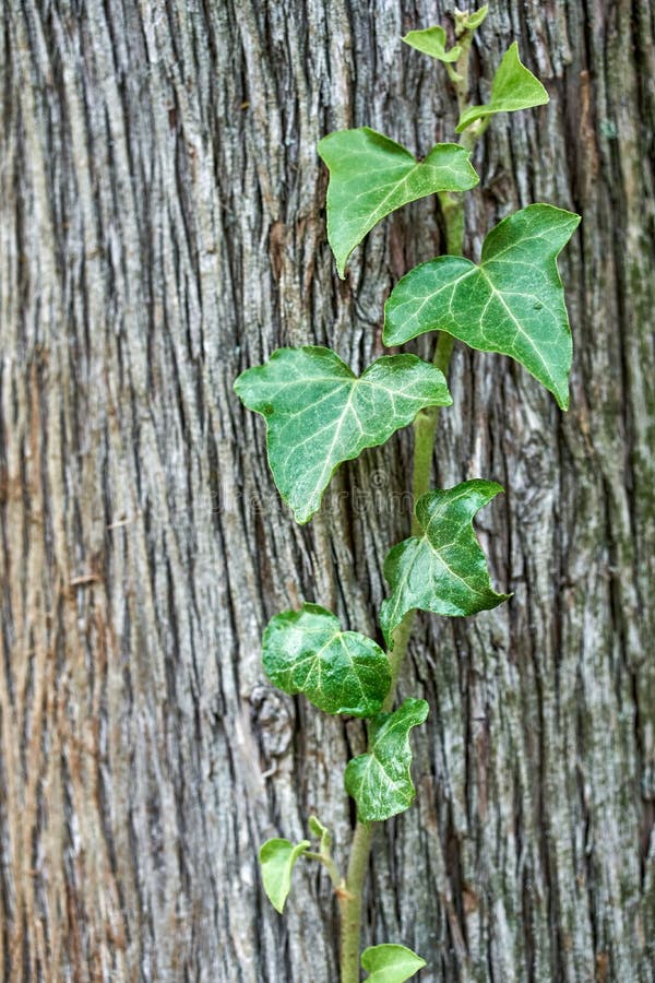 Лист плюща. Плющ hedera. Плющ фатсхедера. Вьюн без фона. Плющ treez.