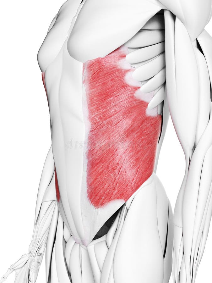 External Oblique мышца