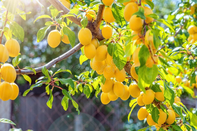 Mirabellier Images - Browse 6 Stock Photos, Vectors, and Video Adobe Stock