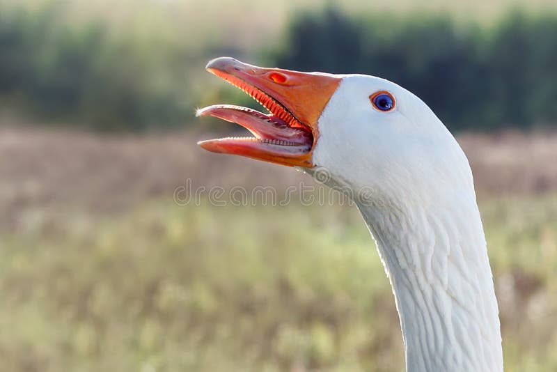 Гусиный рот