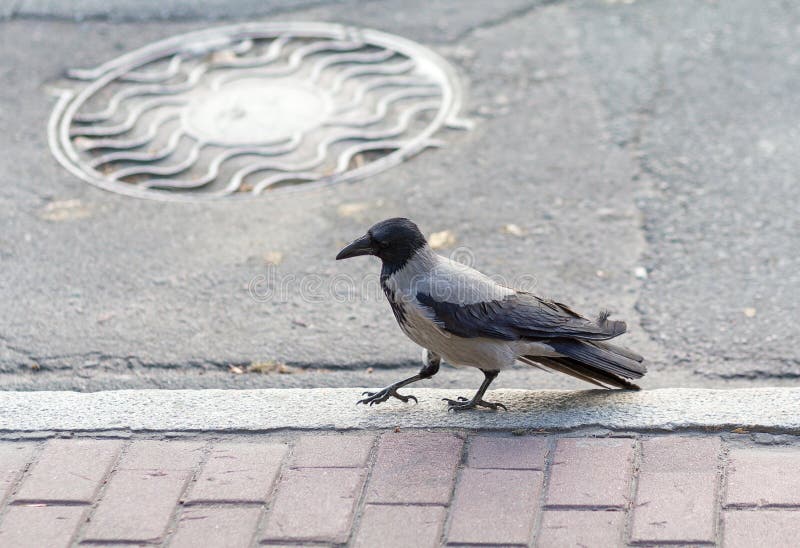 Воронов шел по улице. Птицы на тротуаре. Вороны на тротуаре. Ворона идет. Опьяневшие птицы на тротуаре.