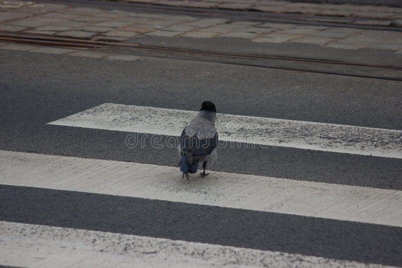 Воронов шел по улице. Ворона на пешеходном переходе. Ворона идет по пешеходу. Ворона сидит на заборе. Пешеходы французские птицы видео.