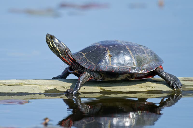 Черепахи примет. Восточная черепаха. Atla Water ion Turtle. Черепаха сидит в кресле.